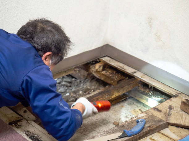 Best Best Mold Removal Companies  in China Spring, TX