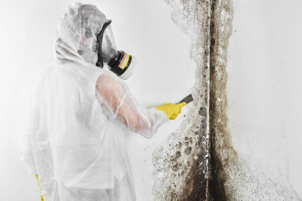 Best Affordable Mold Removal  in China Spring, TX