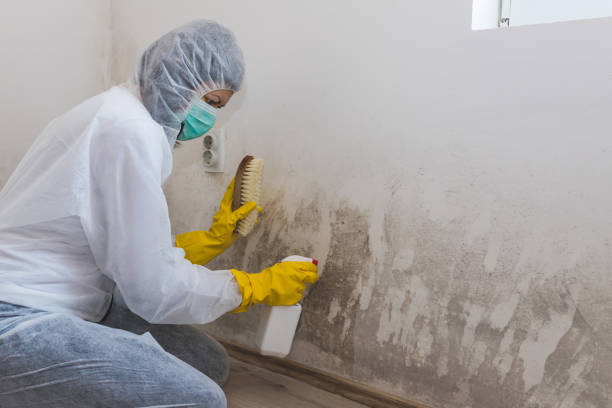 Best Toxic Mold Removal  in China Spring, TX