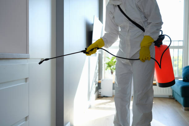 China Spring, TX Mold Removal Company