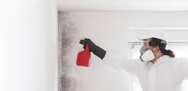 Office Mold Removal Services in China Spring, TX