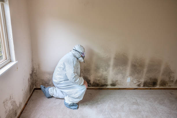 Best Best Mold Removal Companies  in China Spring, TX