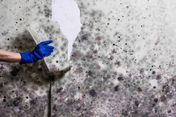 Best Best Mold Removal Companies  in China Spring, TX
