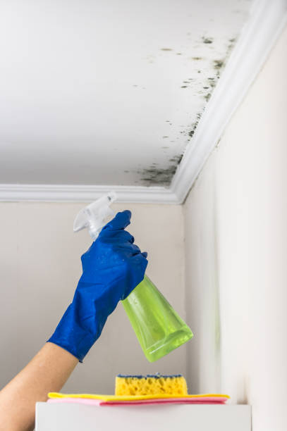 Trusted China Spring, TX Mold Removal Experts